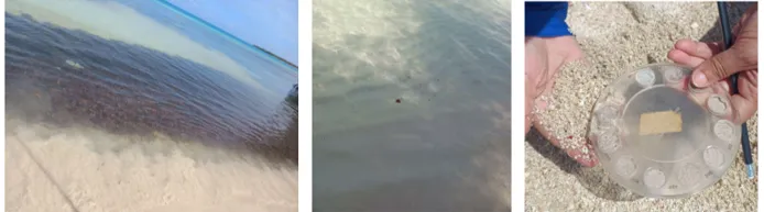 Los rostros cambiantes de las playas de Morrocoy Analisis de perfiles costeros 1