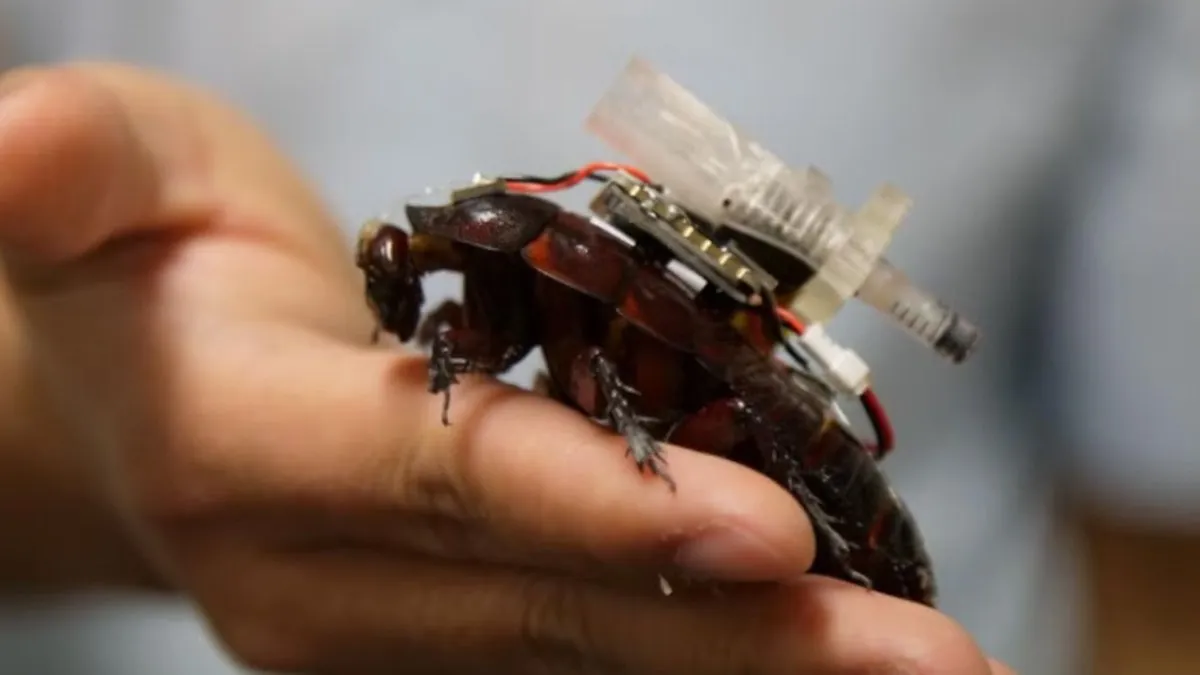 Desarrollan insectos ciberneticos de rescate para mapear zonas de colapso para labores de rescate 2