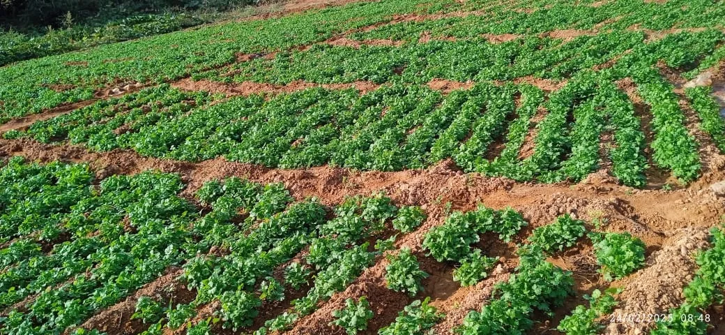 Falcon Mincyt acompana a productores de Caujarao en ejecucion de proyectos 1
