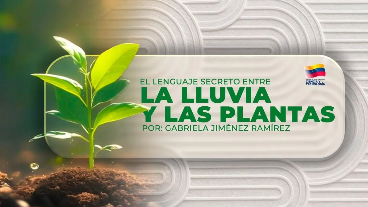 El lenguaje secreto entre la lluvia y las plantas