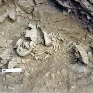¿Sabias que El desarrollo fisico de los bebes neandertales era el doble de rapido que el de los humanos modernos 2