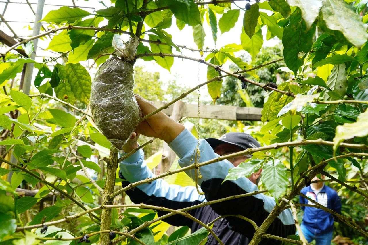 Soberania agroalimentaria Fundacion IDEA capacita a productores mirandinos en tecnicas eficientes de clonacion vegetal 5