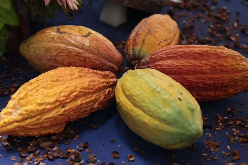 Alianza Cientifico Campesina fortalece el sector cacaotero de Miranda con la entrega de material vegetal e inspeccion tecnica 1