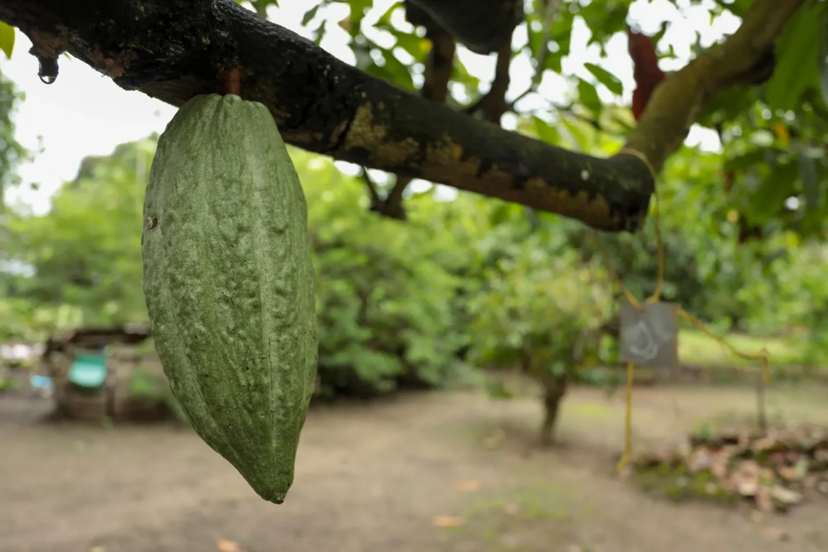 ¡El cacao venezolano renace con excelencia y conquista París! 4 ¡El cacao venezolano renace con excelencia y conquista Paris 2