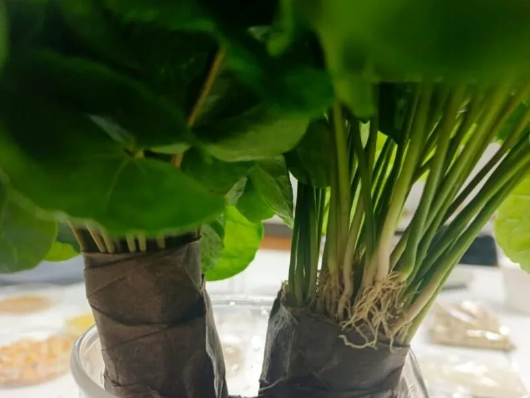 ACAV impulsa técnica de injerto en café para enfrentar el cambio climático 4 ACAV impulsa tecnica de injerto en cafe para enfrentar el cambio climatico 2