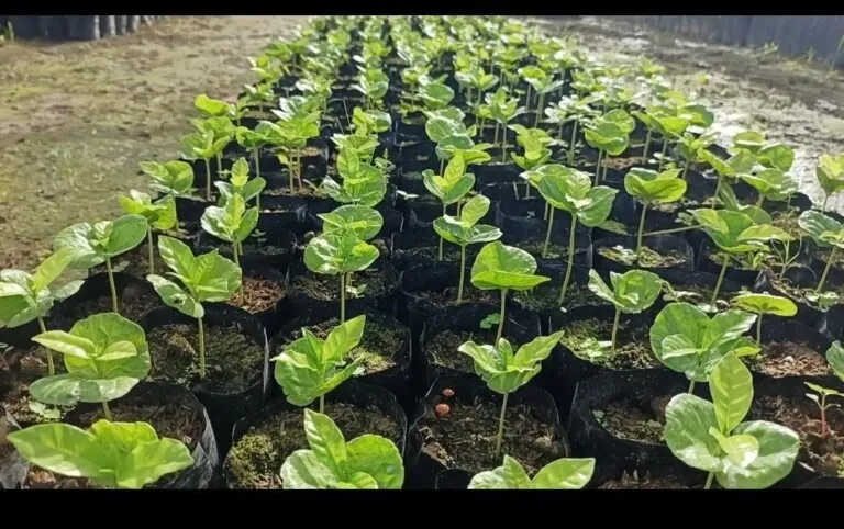 ACAV impulsa técnica de injerto en café para enfrentar el cambio climático 3 ACAV impulsa tecnica de injerto en cafe para enfrentar el cambio climatico 3