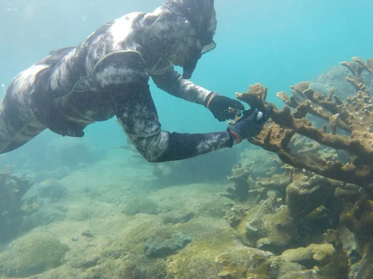 Ciencia y comunidades se unen para rescatar los arrecifes coralinos en Mochima 3 Ciencia y comunidades se unen para rescatar los arrecifes coralinos en Mochima 4