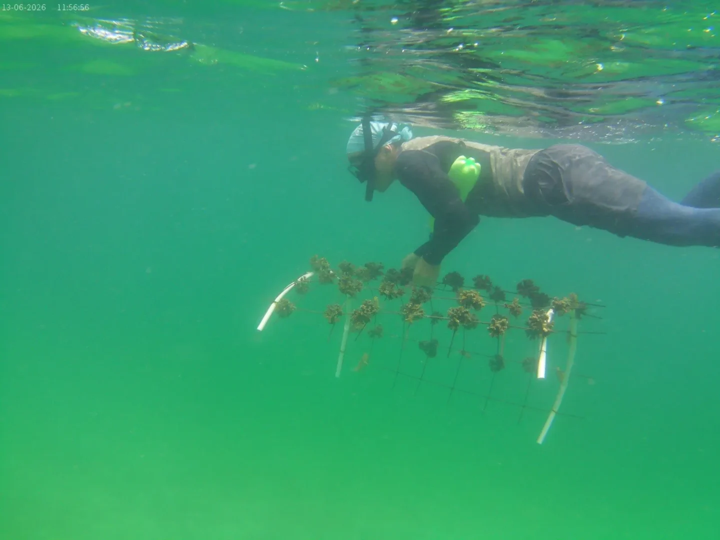 Ciencia y comunidades se unen para rescatar los arrecifes coralinos en Mochima 2 Ciencia y comunidades se unen para rescatar los arrecifes coralinos en Mochima 6