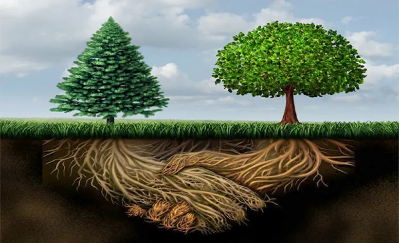 Comunicacion electrica entre plantas bajo nuestros pies 1