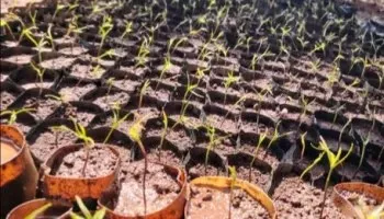HyaPak Innovacion biotecnologica que transforma una planta invasora en empaques biodegradables 1