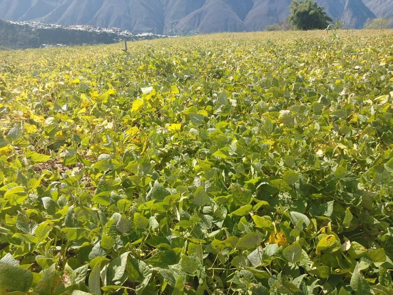 ACAV acompana la multiplicacion y conservacion de semilla registrada de caraota en Merida 1