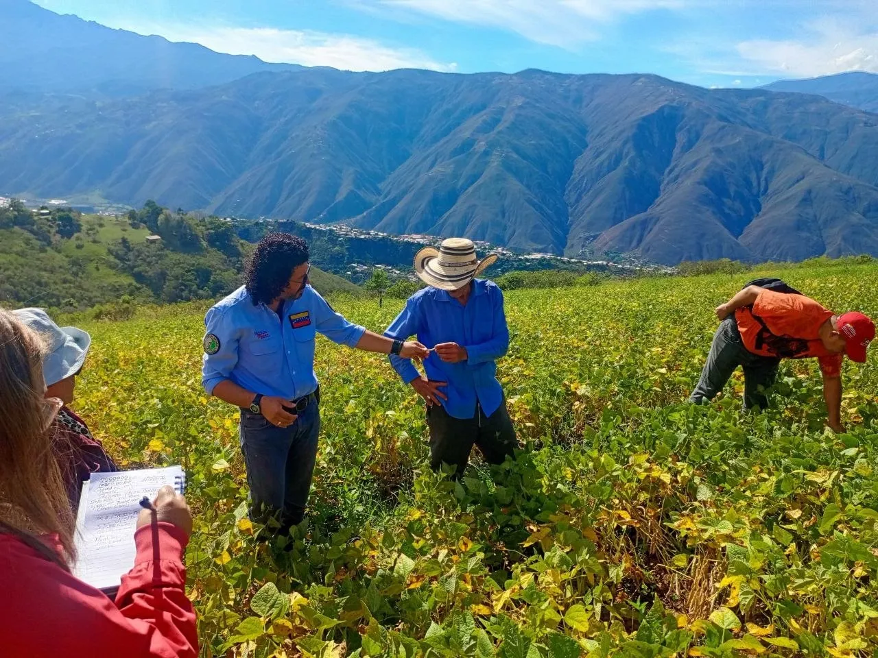ACAV acompana la multiplicacion y conservacion de semilla registrada de caraota en Merida 2