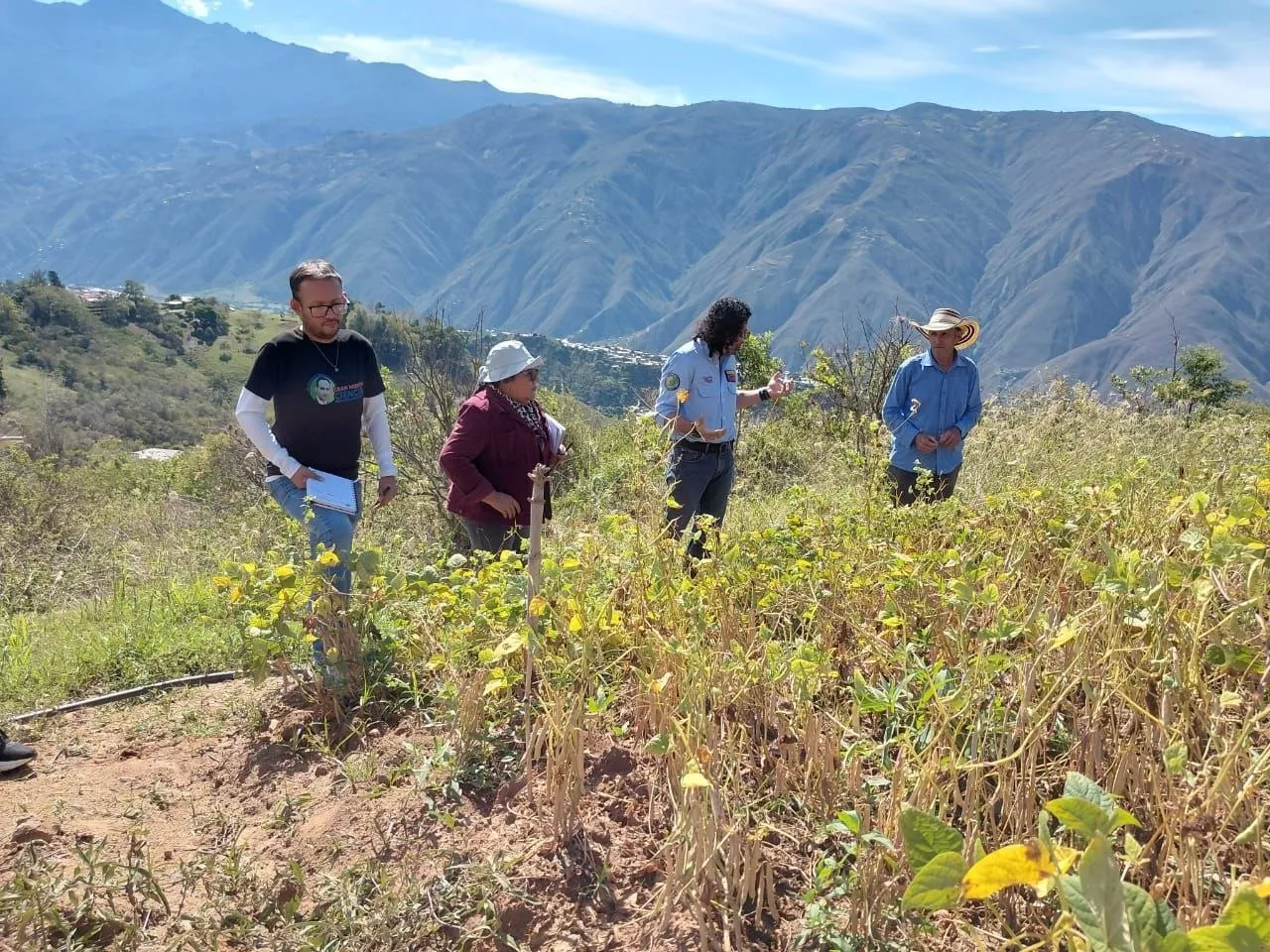 ACAV acompana la multiplicacion y conservacion de semilla registrada de caraota en Merida 4