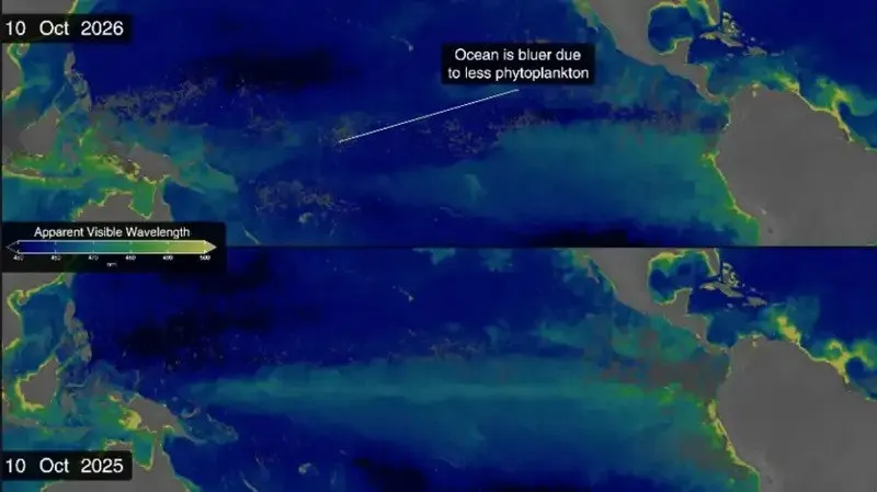 El Pacifico se vuelve mas azul Detectan una alarmante disminucion del fitoplancton por el fenomeno de El Nino 1