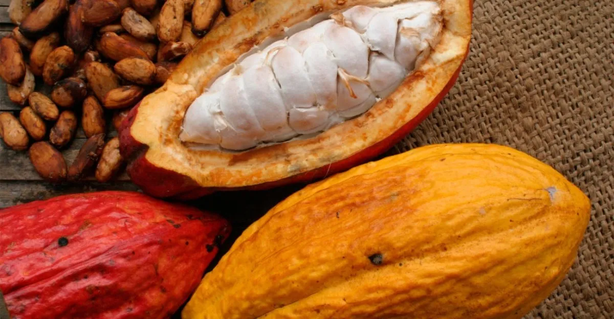 Innovación soberana: Ingenieros del Instituto de Ingeniería diseñan equipos para el procesamiento de cacao y café venezolanos 4 Innovacion soberana Ingenieros del Instituto de Ingenieria disenan equipos para el procesamiento de cacao y cafe venezolanos 3