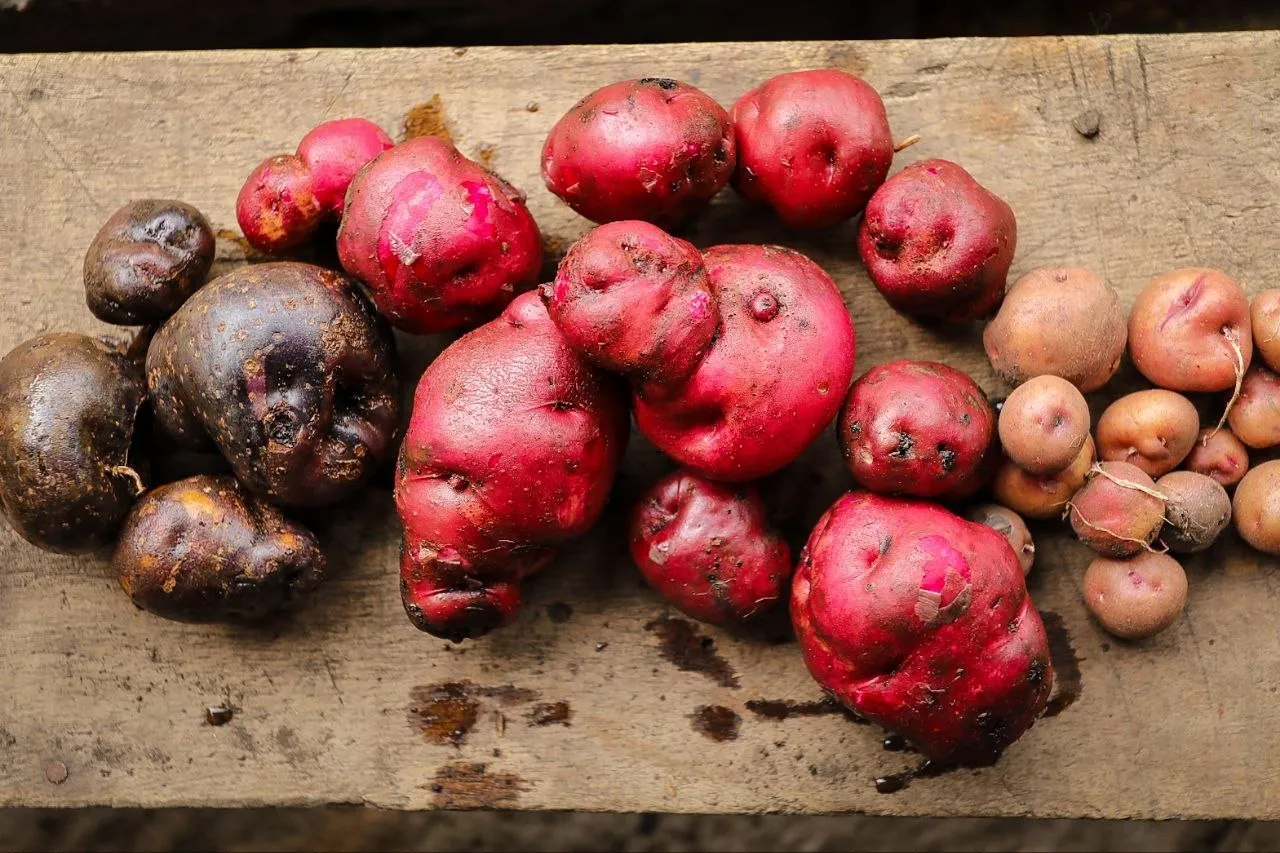 Venezuela reconoce en la FAO la labor de María Cantalicia de Torres como Heroína de la Alimentación 2 Venezuela reconoce en la FAO la labor de Maria Cantalicia de Torres como Heroina de la Alimentacion 1
