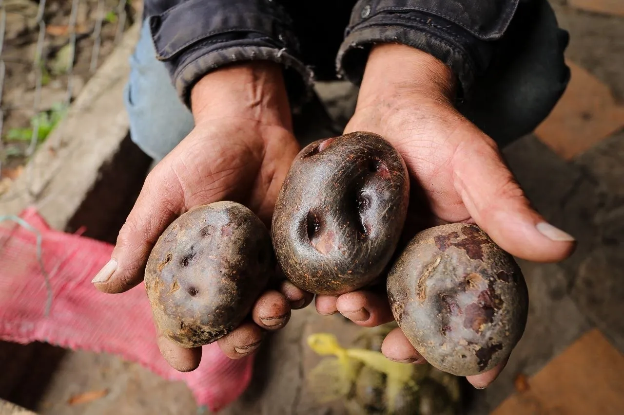 Venezuela reconoce en la FAO la labor de María Cantalicia de Torres como Heroína de la Alimentación 3 Venezuela reconoce en la FAO la labor de Maria Cantalicia de Torres como Heroina de la Alimentacion 2